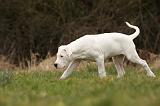 DOGUE ARGENTIN 104